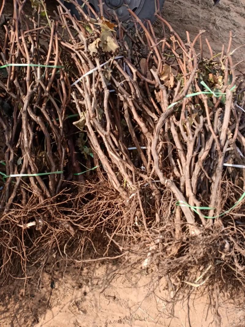 葡萄苗巨峰藤黏葡萄苗美国红提葡萄苗现挖现发