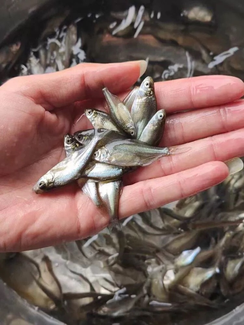 武昌鱼苗批发鳊鱼苗三角鲂苗基地直发技术指导量大优惠
