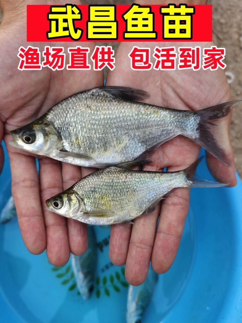 武昌鱼苗批发鳊鱼苗三角鲂苗基地直发技术指导量大优惠