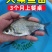 武昌鱼苗批发鳊鱼苗三角鲂苗基地直发技术指导量大优惠