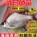 武昌鱼苗批发鳊鱼苗三角鲂苗基地直发技术指导量大优惠