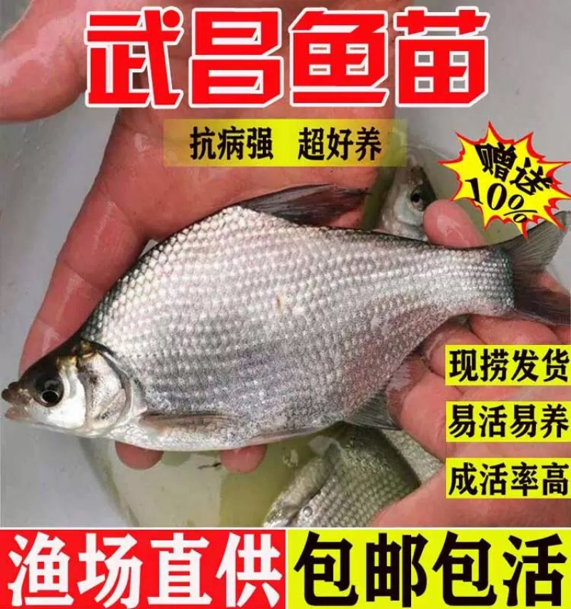武昌鱼苗批发鳊鱼苗三角鲂苗基地直发技术指导量大优惠