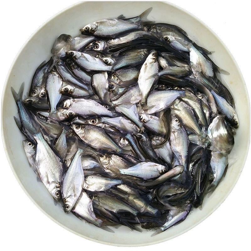 武昌鱼苗批发鳊鱼苗三角鲂苗基地直发技术指导量大优惠