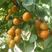 杏树苗新品种凯特杏树苗巨蜜王杏苗当年结果现挖现发包成活