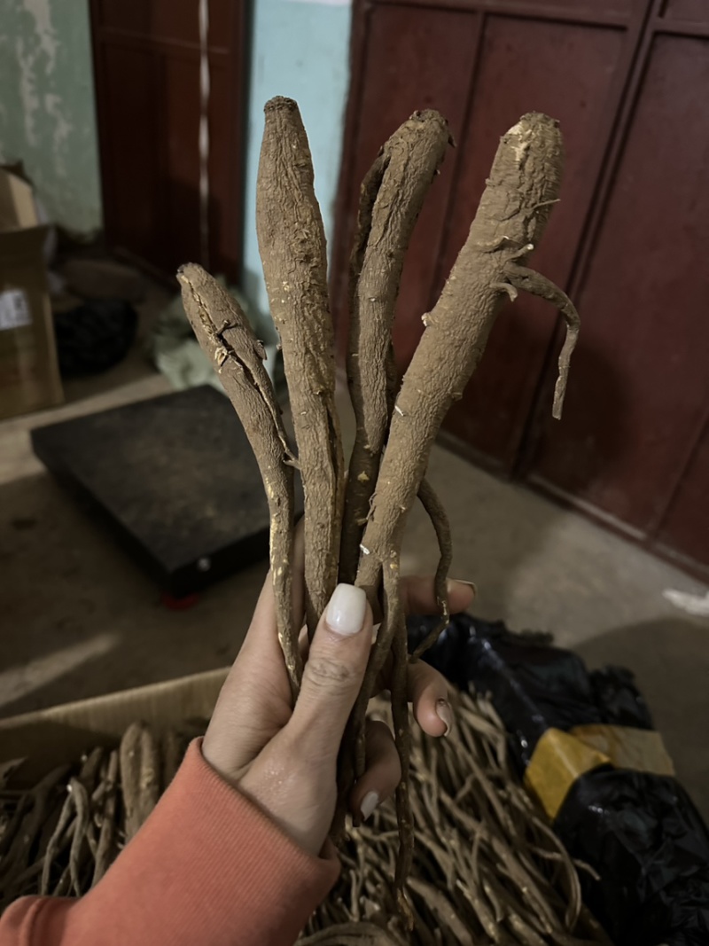 甜当归干当归西归大凉山甜当归鲜当归