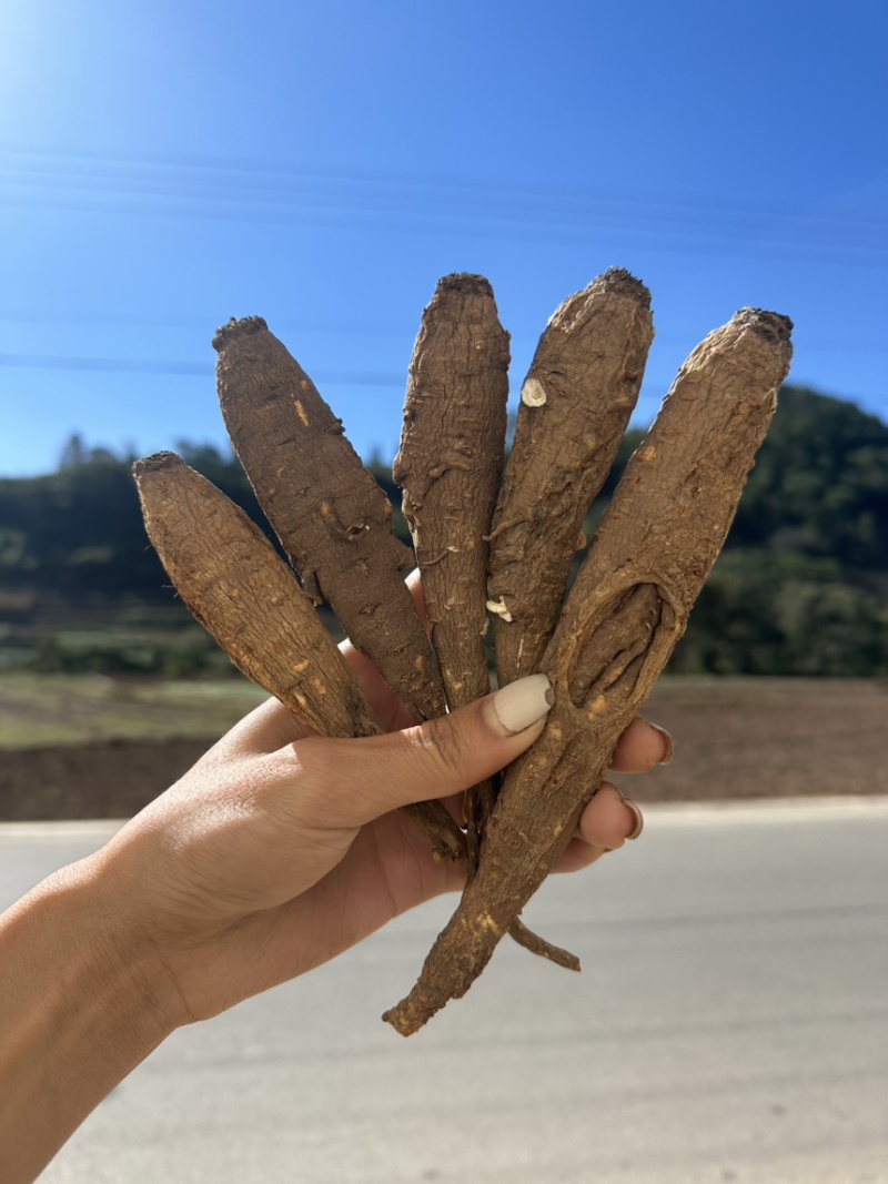 甜当归干当归西归大凉山甜当归鲜当归