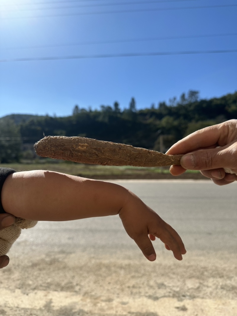 甜当归干当归西归大凉山甜当归鲜当归