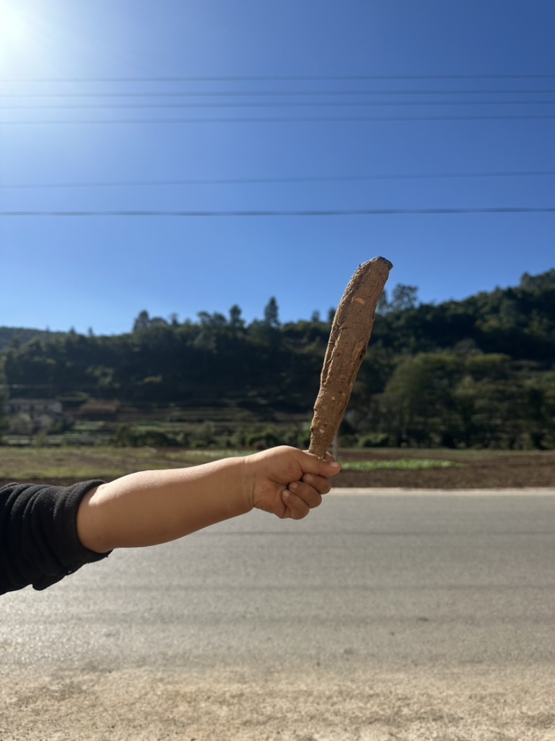 甜当归干当归西归大凉山甜当归鲜当归