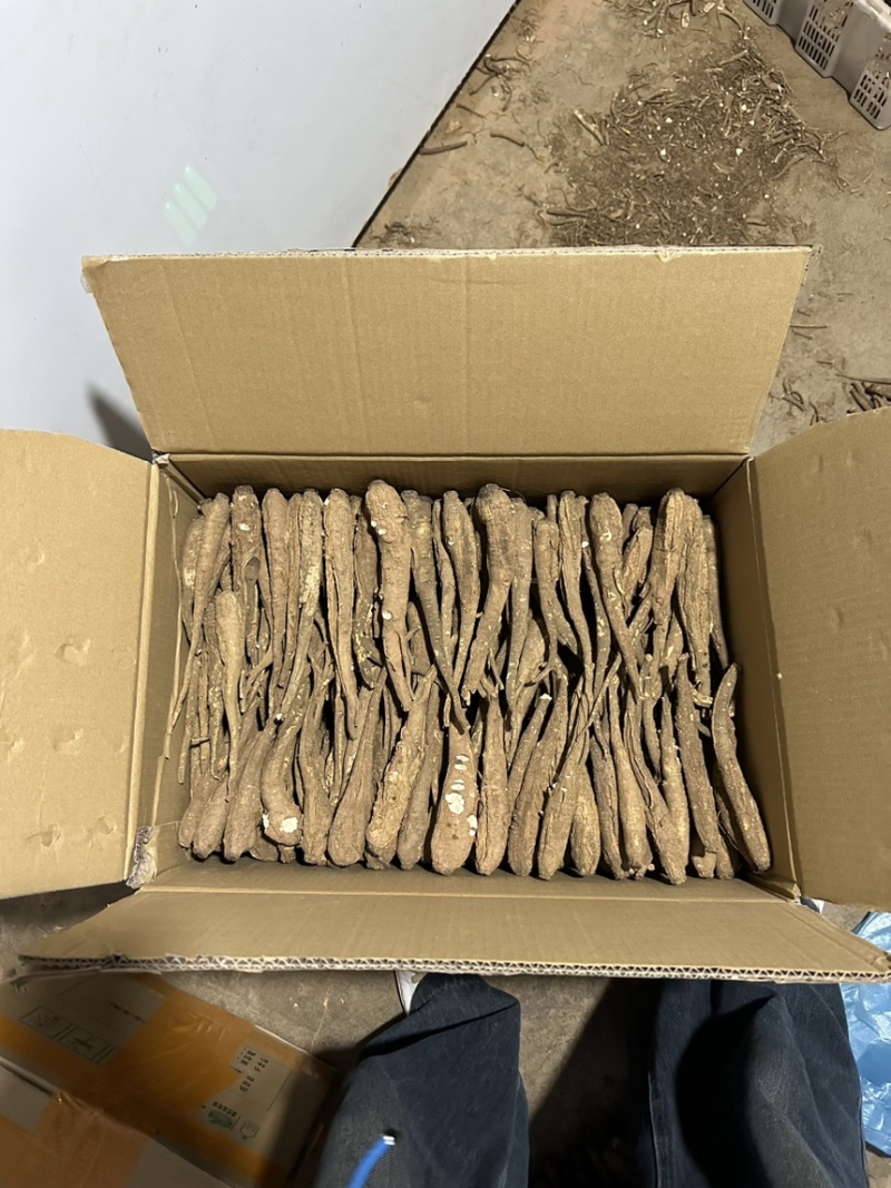 甜当归干当归西归大凉山甜当归鲜当归