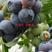 新品种蓝莓苗组培脱毒优质大果蓝莓苗适合南北方种植现挖现发