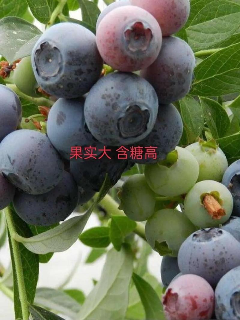 新品种蓝莓苗组培脱毒优质大果蓝莓苗适合南北方种植现挖现发