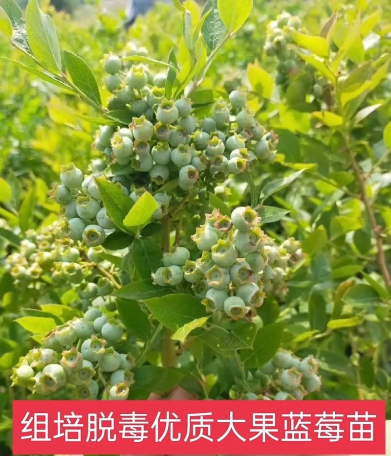 新品种蓝莓苗组培脱毒优质大果蓝莓苗适合南北方种植现挖现发