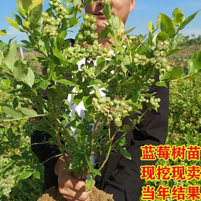 蓝莓苗蓝莓树苗当年栽种当年结果薄雾珠宝绿宝石奥尼尔天后