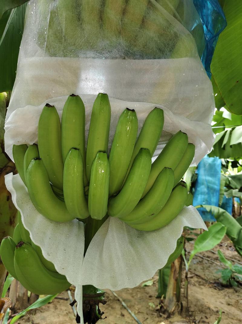 广西龙州精品香蕉产地直发全国可发货欢迎采购