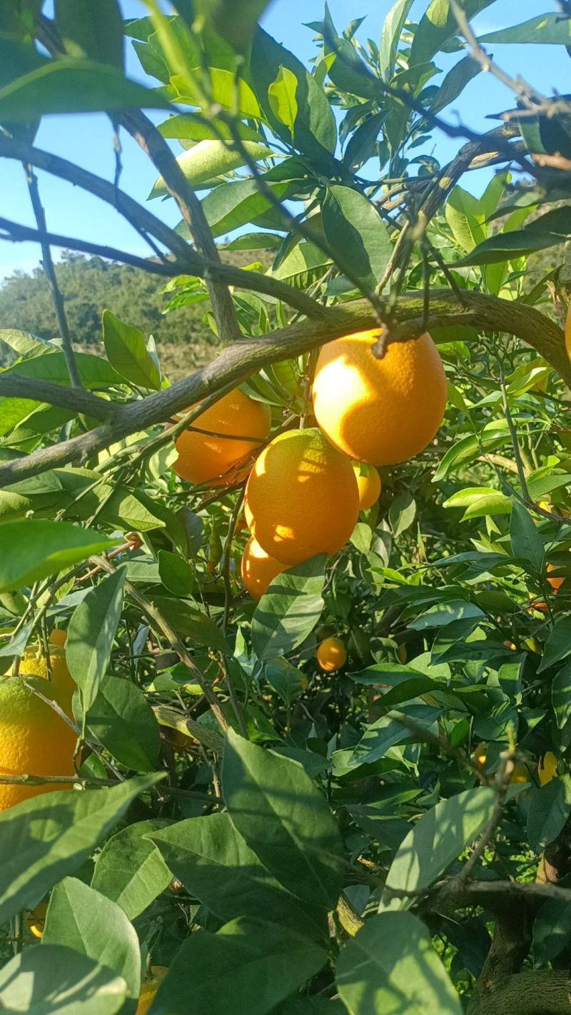 湖南湘西精品纽荷尔脐橙~大量上市中好货不容错过价格实惠
