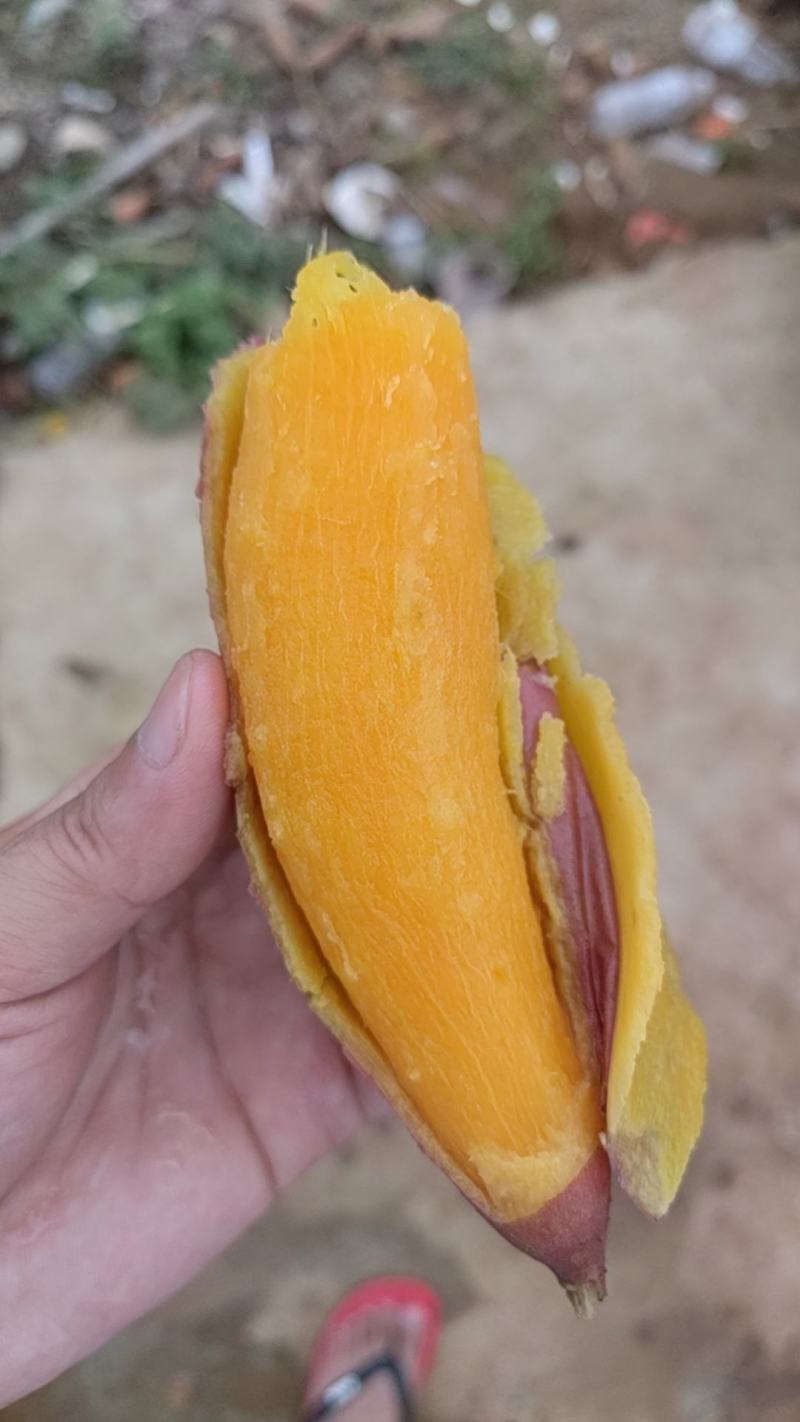 龙薯九，电商小果，养殖工厂，大量有货