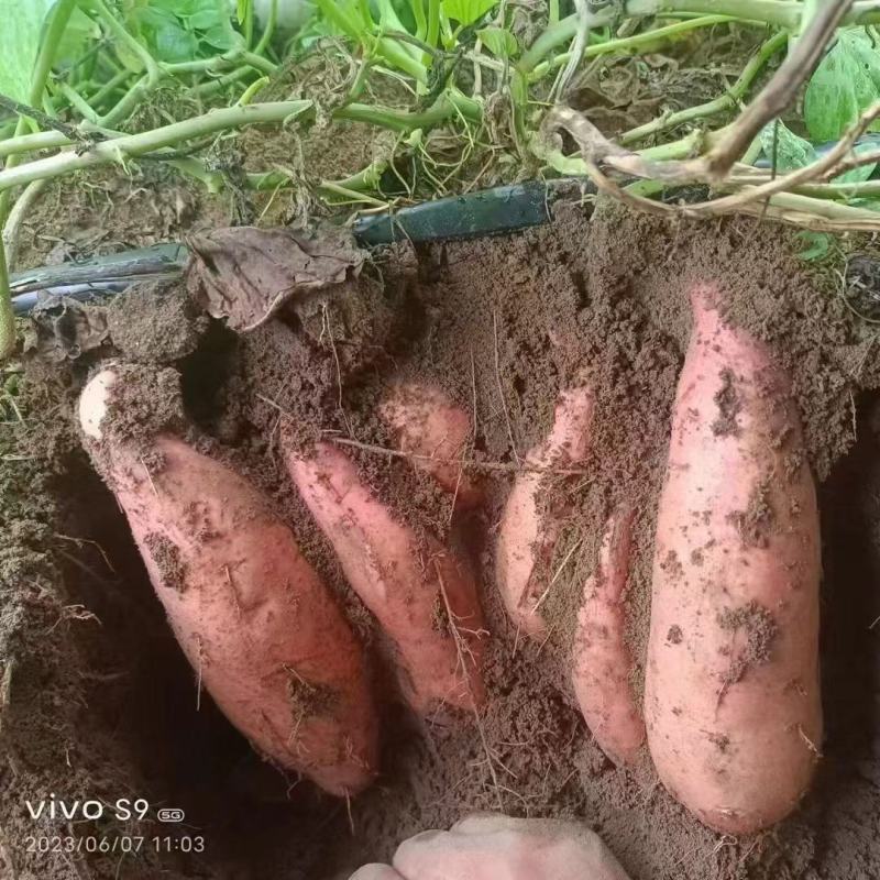 龙薯九，电商小果，养殖工厂，大量有货