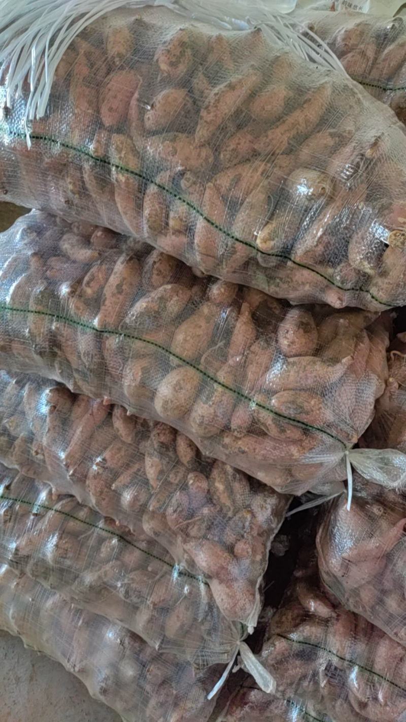 龙薯九，电商小果，养殖工厂，大量有货