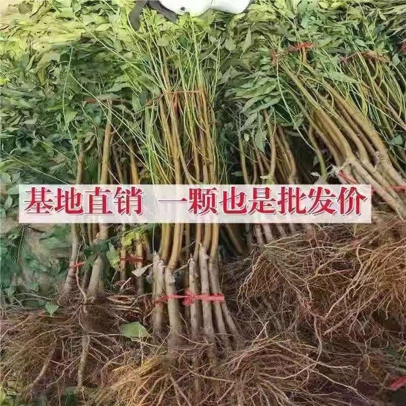 特大巨型红肉血桃苗早熟晚熟桃子嫁接苗当年结果