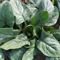 百亩精品菠菜20到25公分，颜色墨绿，日供货万斤全国