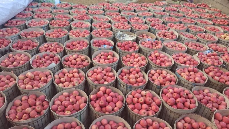 辽宁精品【寒富苹果】对接电商市场商超等各类客户