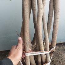 糖槭树苗，东北地区抗寒绿化树，适合全国安家落户。