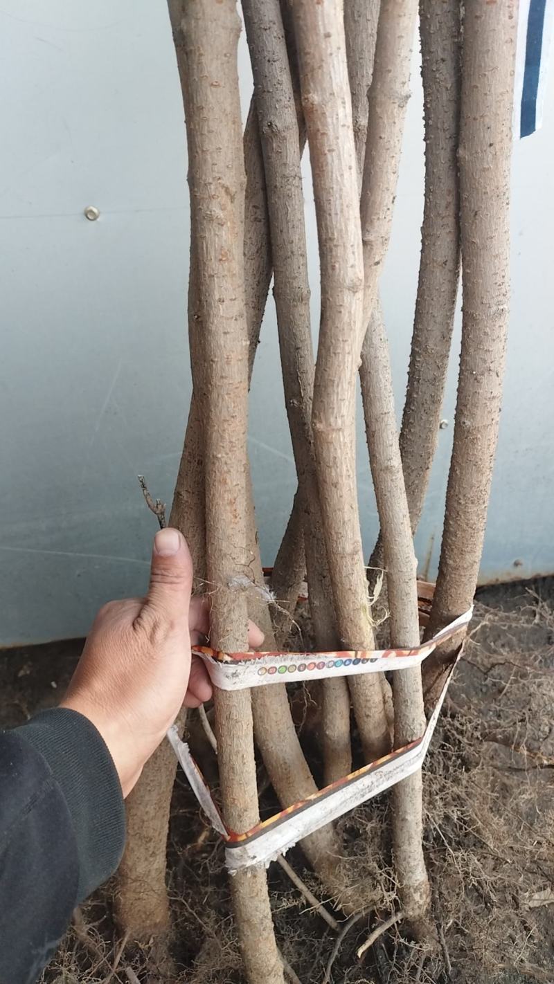 糖槭树苗，东北地区抗寒绿化树，适合全国安家落户。