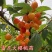樱桃树苗耐寒嫁接正宗雷尼特大樱桃苗南北方种植