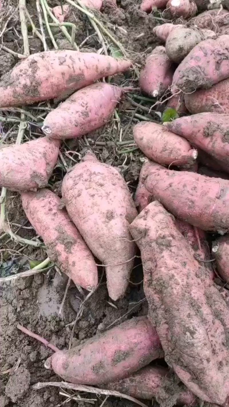 春薯济薯26正在出货中产地代发规格分练货鲜价实，发货全国