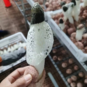红托竹荪竹荪蛋