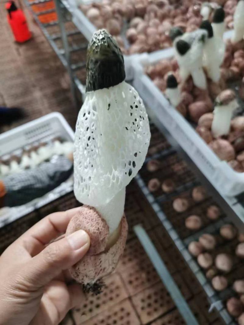 红托竹荪竹荪蛋