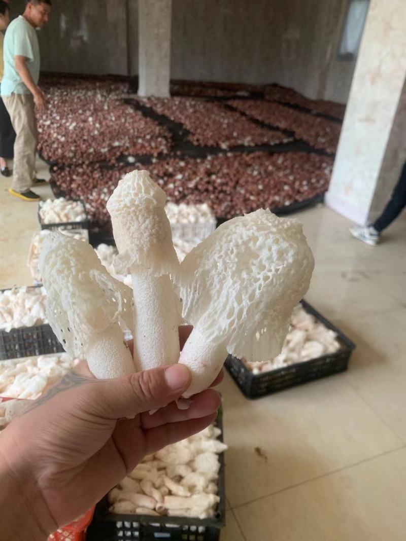 红托竹荪竹荪蛋