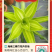 海南网红金心百合竹，室内观赏植物，自有种植。