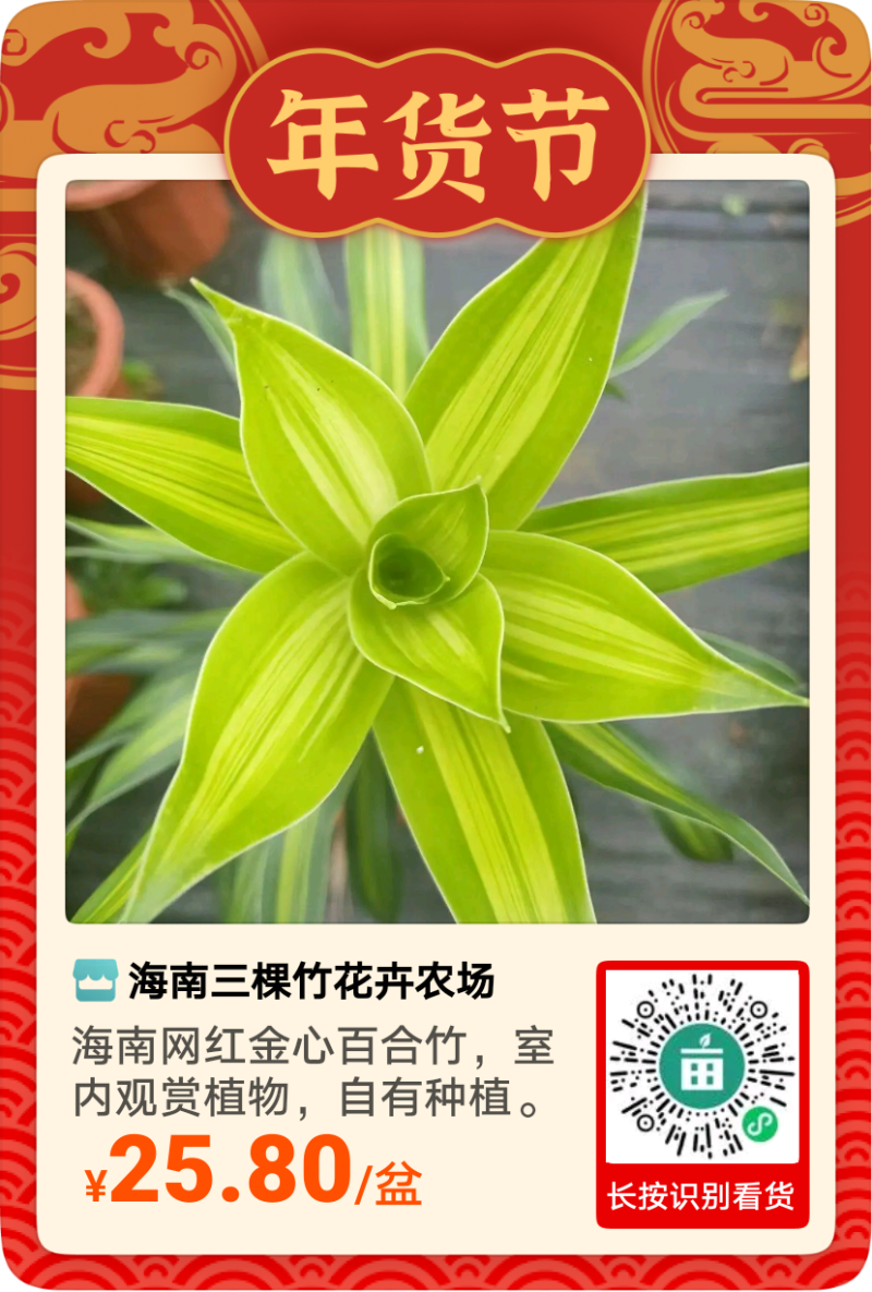 海南网红金心百合竹，室内观赏植物，自有种植。