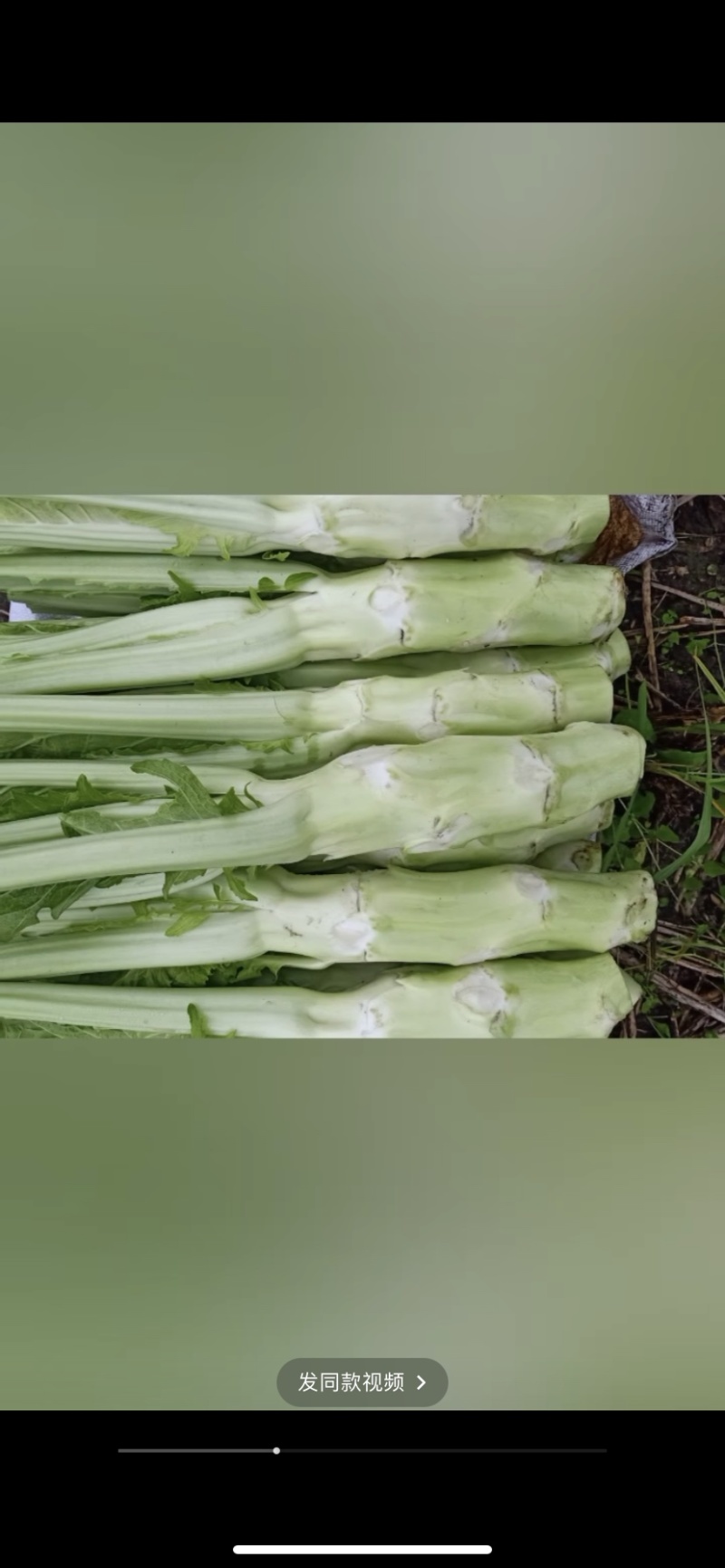 儿菜。大心子儿菜，小心子儿菜。四川出品必属精品