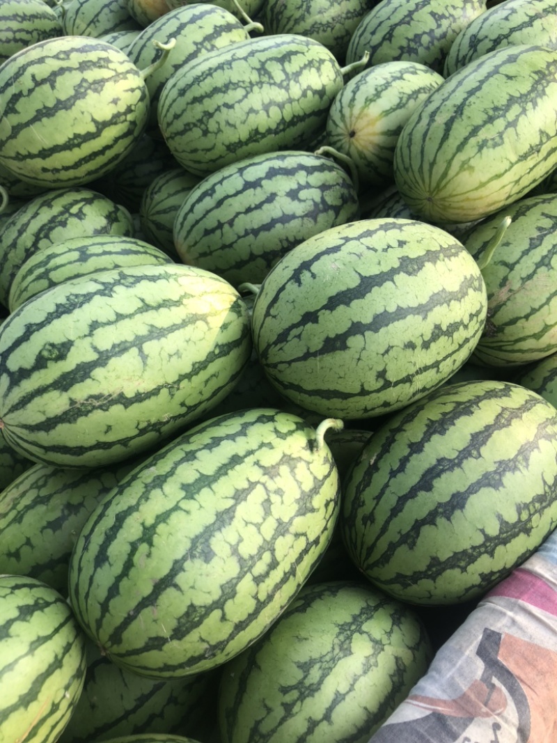 山东潍坊2k西瓜，礼品西瓜产地直供，对接电商，超市批发商