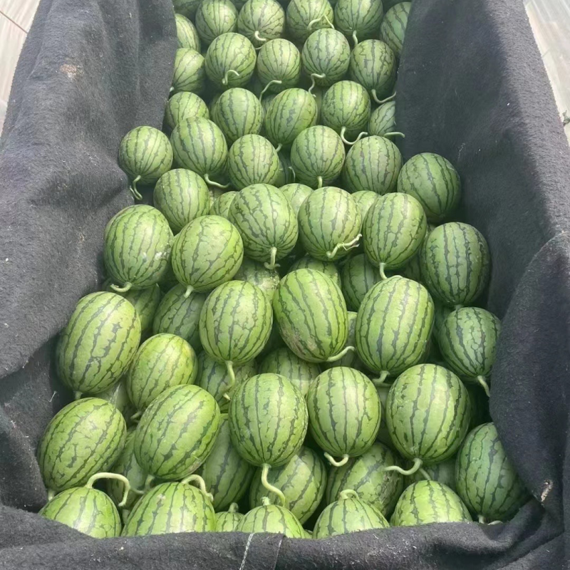 山东潍坊2k西瓜，礼品西瓜产地直供，对接电商，超市批发商