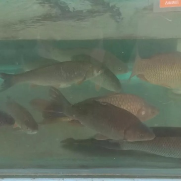 鸭绿江水产品，品种齐全，价格多样，欢迎各界人士订购。