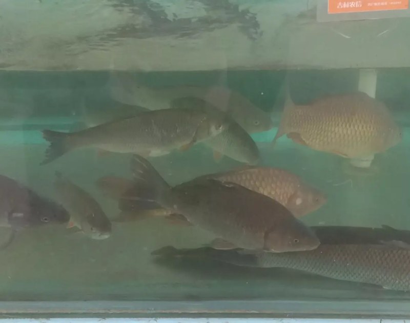 鸭绿江水产品，品种齐全，价格多样，欢迎各界人士订购。
