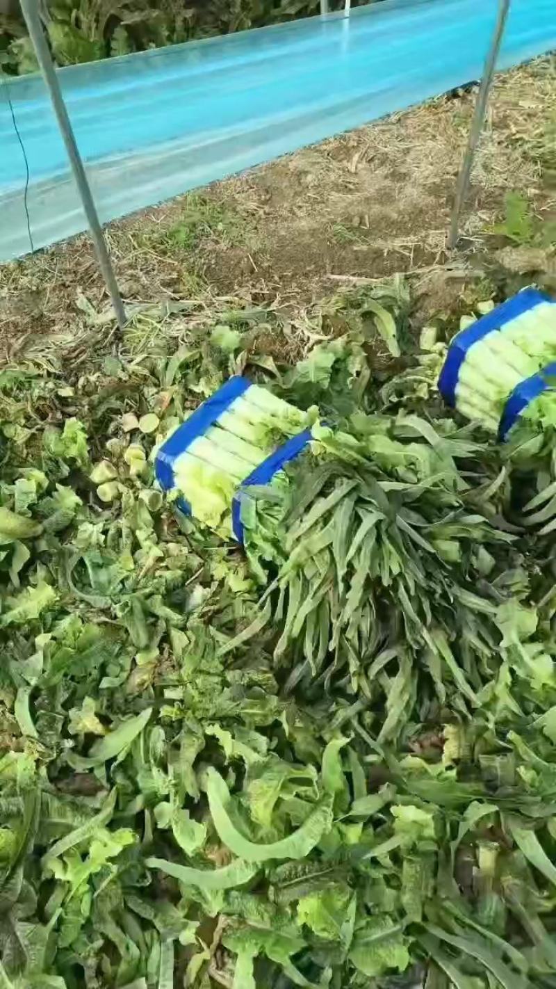 精品莴笋，莴苣，红尖叶莴笋产地直销，货源充足，保质保量