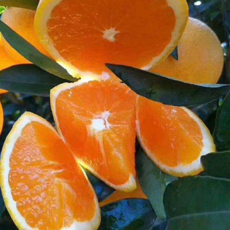 爱媛橙，九月红果冻橙皮毛光滑漂亮个大皮薄肉厚化渣