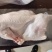 半片鸭