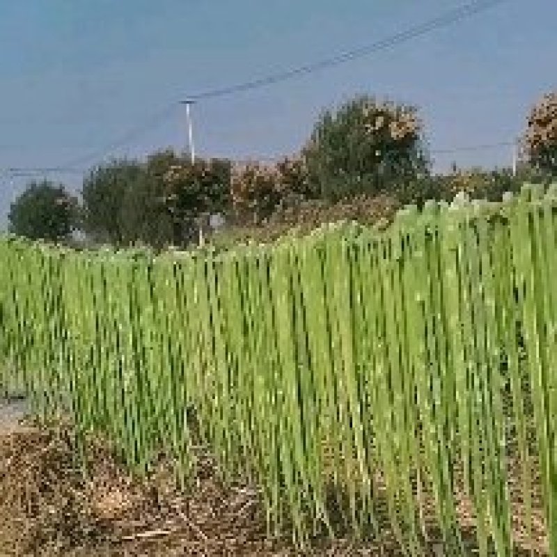 邳州贡菜大量上市中