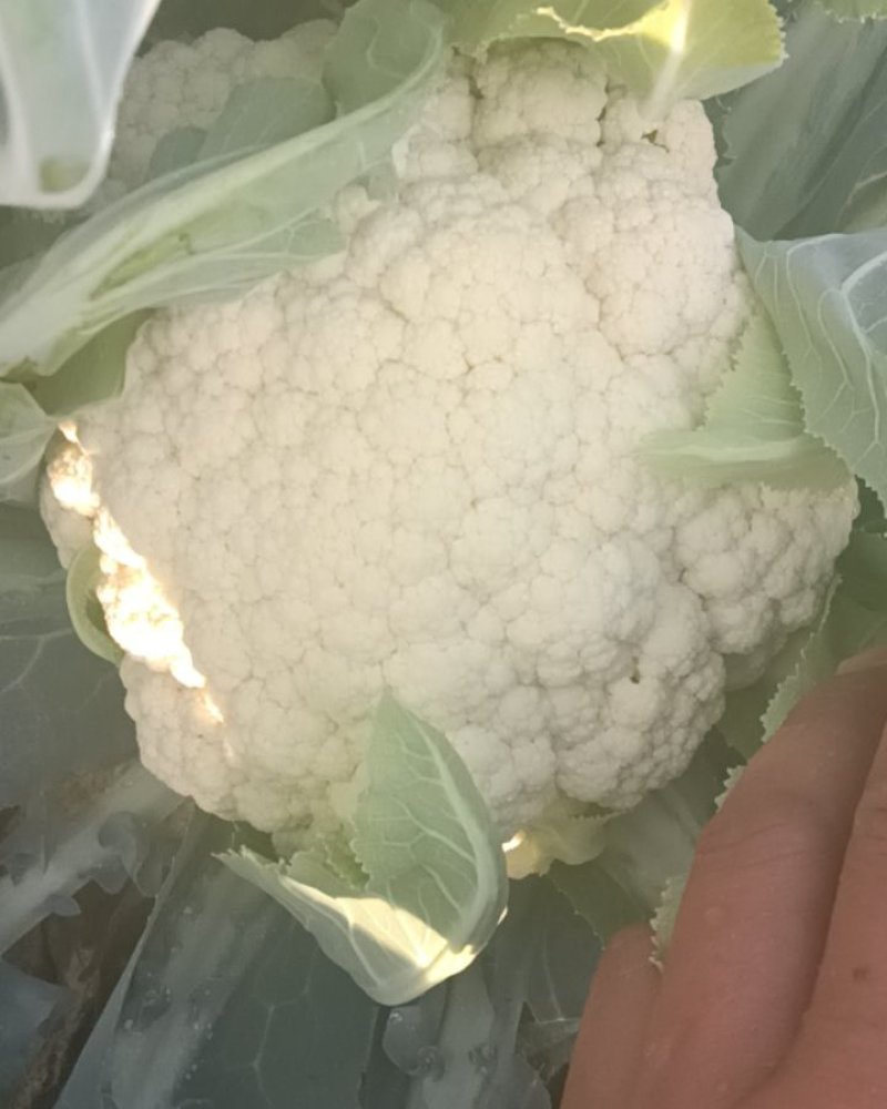 安徽亳州有机花菜