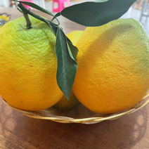 云南精品甜橙大量上市自家种植欢迎来电咨询