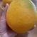 云南精品甜橙大量上市自家种植欢迎来电咨询