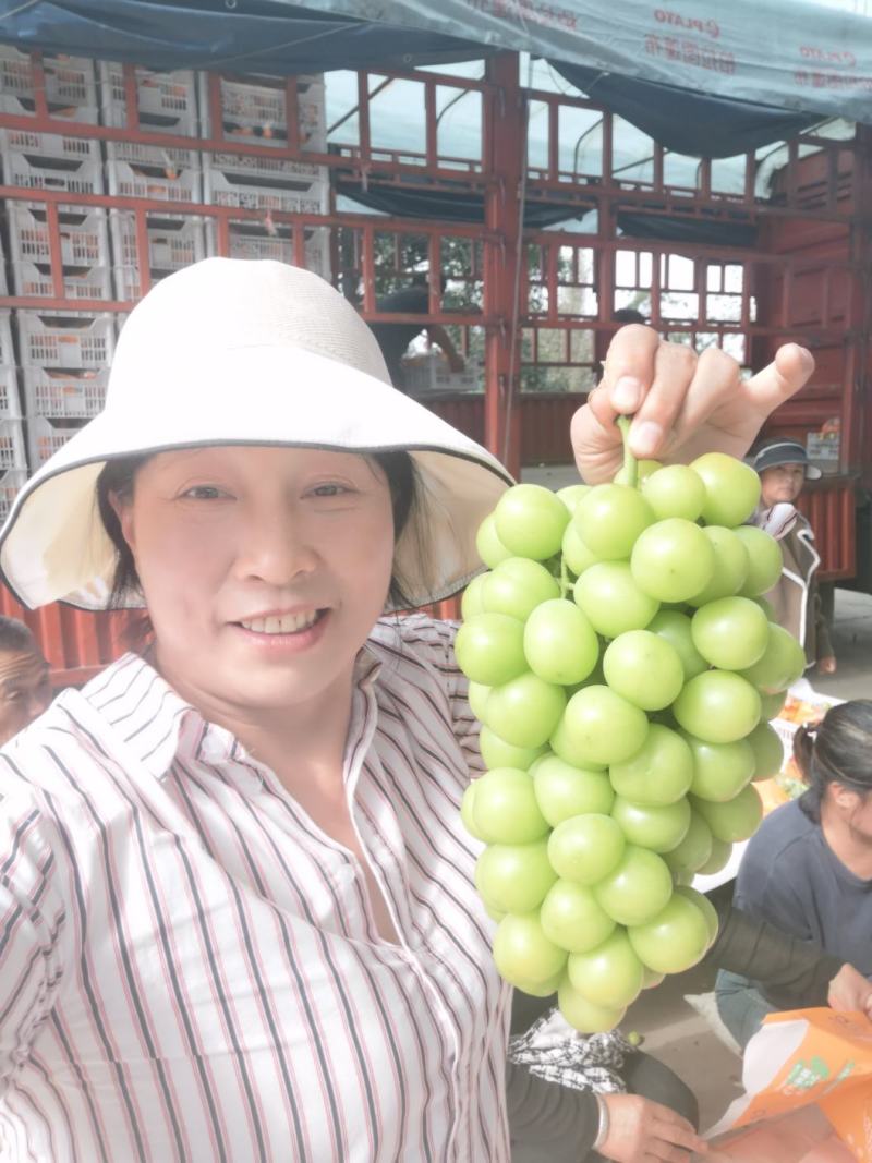 阳光玫瑰，货源充足，我们这里种植面积大，冷库货