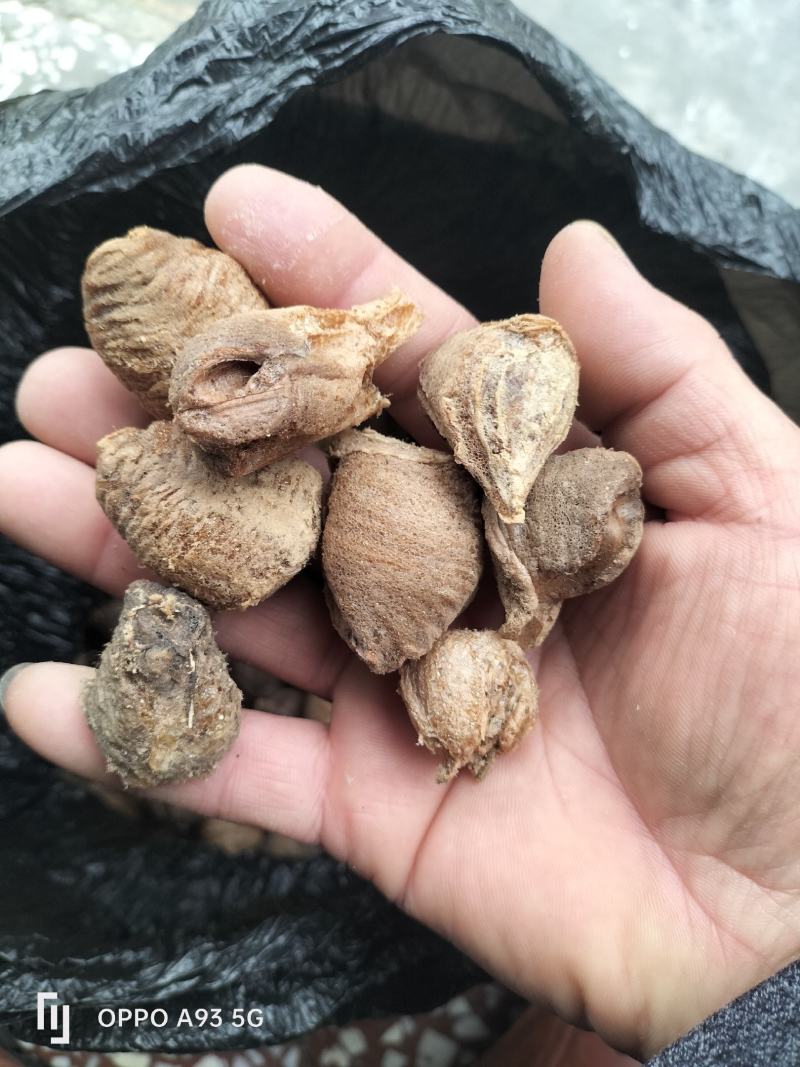 贵州桑螵蛸新货无硫无发霉无水分品质保证量大从优欢迎咨询