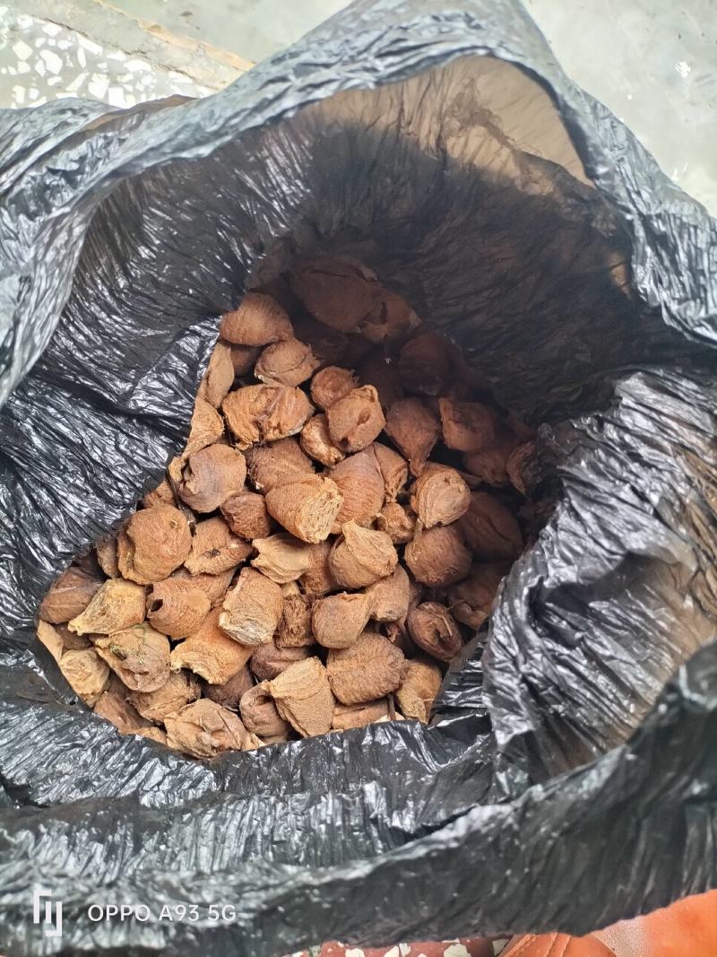 贵州桑螵蛸新货无硫无发霉无水分品质保证量大从优欢迎咨询