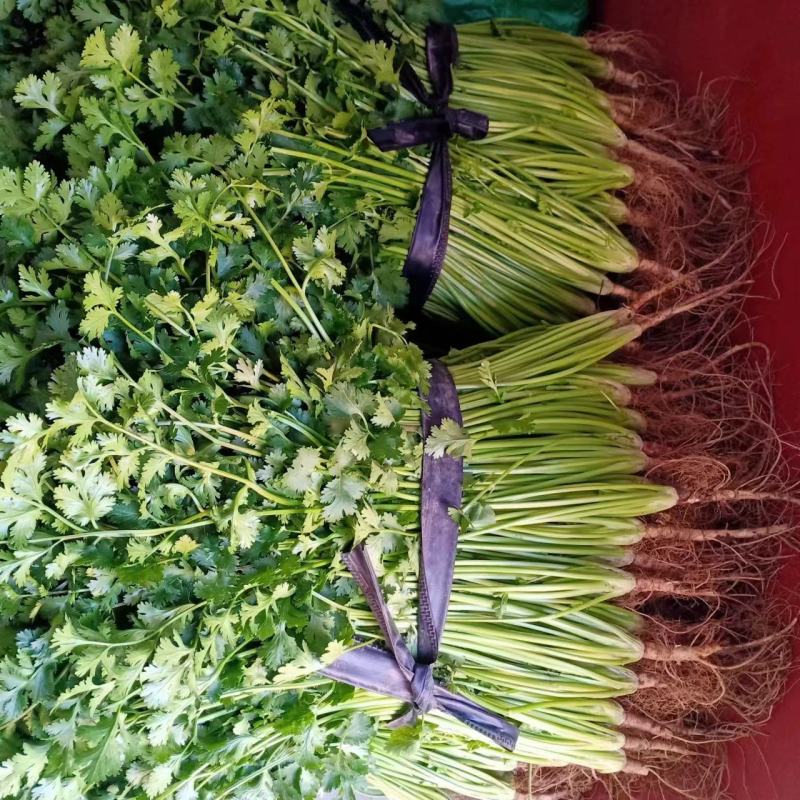 山东潍坊铁秆香菜大量上市，叶绿茎青，竹性好，对接全国市场
